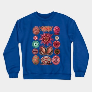 Ernst Haeckel Ascidiae Sea Squirts Red Hues Crewneck Sweatshirt